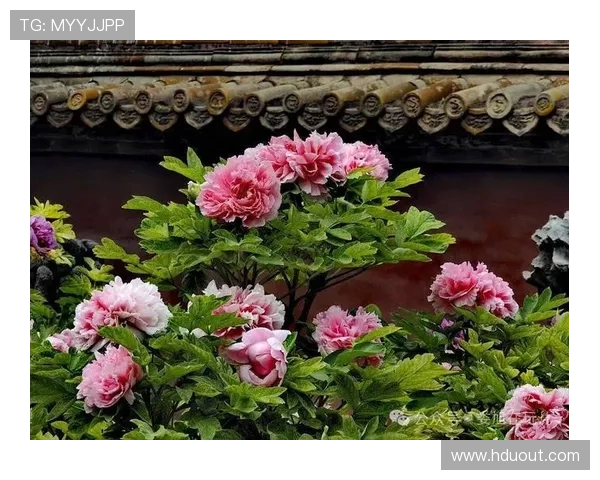 白粉交织樱杏牡丹客场新装 白粉交织樱杏牡丹客场新装